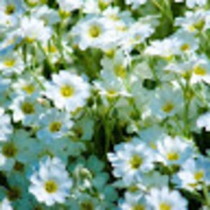 Meet your Posher, Alexandra